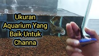 Ukuran Aquarium Yang Baik Untuk Channa [upl. by Yrrok]