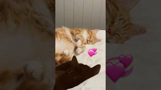 My cats having couvade syndrome 😄 exhausted sympathy cats cat cute furbabies cuddle love [upl. by Nemzaj]