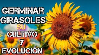 ♦️ Como GERMINAR Girasoles Su CULTIVO Y EVOLUCIÓN Hasta Su COSECHA GERMINAR SEMILLAS DE GIRASOL [upl. by Norraj387]