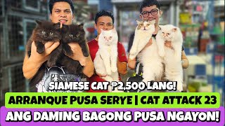 ANG GANDA NG MGA ALOK NGAYON NG PUSA  ARRANQUE PET MARKET  APRIL 04 2024 [upl. by Arikahs]