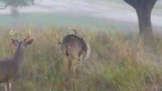 Whitetail deer mating Nov 7 2006 [upl. by Sethrida]