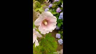 Dwarf hollyhock Tried timelapse 2 flowers blooming today [upl. by Enitsud]