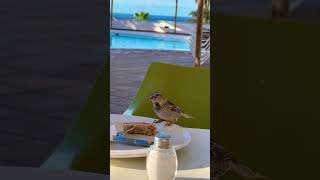 Lanzarote THB Flora Breakfast [upl. by Becket377]