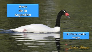 Cisne cuello negro Black necked Swan Cygnus melancoryphus Aves de la Argentina [upl. by Seaton]