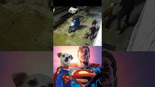 Dog attack on robber superman dog [upl. by Inuat36]