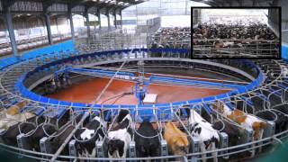 70 Point DeLaval Rotary Milking Parlour Glenapp Farm AyrshireDairyCo [upl. by Assirat]