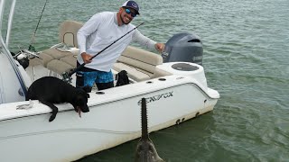 Catching a Rare Prehistoric Sawfish With My Dog [upl. by Etteniuqna]