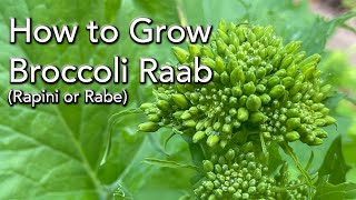 Growing Winter Vegetables  How to Broccoli Raab from seed  Shows Results [upl. by Helbona599]