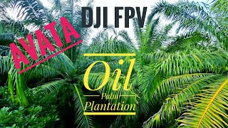 Flying DJI AVATA with motion controller 2 at oil palm plantation Kg Besul Jerantut [upl. by Volnak]