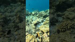 Phantom bannerfish [upl. by Lisha850]