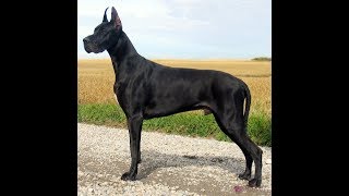 4 you  Funniest Great Dane Videos [upl. by Eirolam]