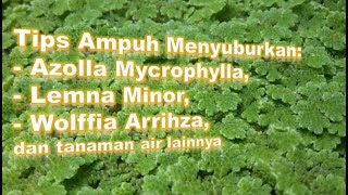 Cara Menyuburkan Azolla Mycrophylla Lemna Minor Wolffia Arrihza [upl. by Levina]