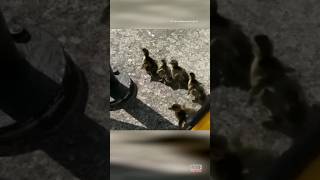 Man Saves Mallard Ducklings Using a Bucket Shorts [upl. by Tsew]