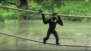 Gibbons Island  Apes Acting Like Humans  Gdansk Zoo Monkeys amp Apes Video [upl. by Lokkin]