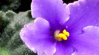 A hairycrenulated variety of African Violet Saintpaulias [upl. by Lucienne667]