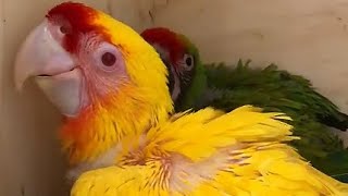 Lutino Buffon Parrot Baby baby beautiful parrot cute amazing birds [upl. by Iy]