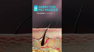 Arrector Pili Muscle [upl. by Tsepmet]