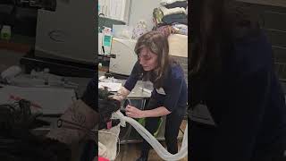 Penn foster Vet tech externship Skill 13 orogastric tube [upl. by Ledairam927]