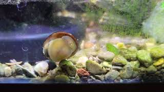 nerite snail hard at work [upl. by Gipps801]