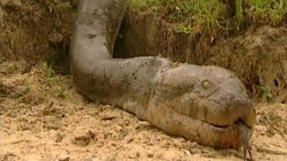 The Worlds Longest Snake Ever Found [upl. by Roye]