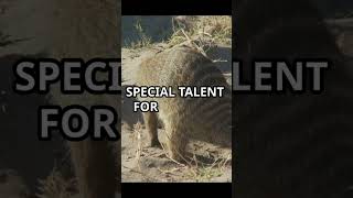 Meerkats Interesting Facts meerkat wildlife interestingfacts [upl. by Mary]