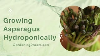 Growing Asparagus Hydroponically [upl. by Occor]