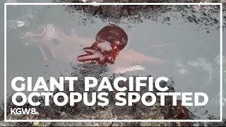 Giant Pacific octopus seen in Oregon coast tidepools [upl. by Sirapal]