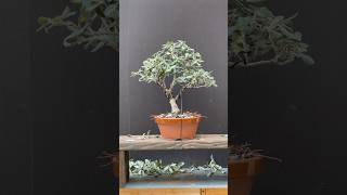 Pohutukawa bonsai bonsai bonsaitree howtobonsai garden gardening trees plants learning [upl. by Yenalem]