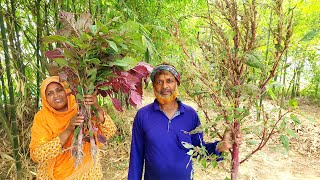 Summer Cooking Farm Fresh Red Amaranth Recipe ডাটা খুইড়া রেসিপি Taro Leaf Banana Stem Chicken Curry [upl. by Urbano972]