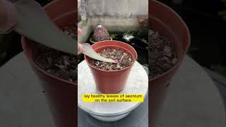 How to propagate the aeonium by leaf cutting [upl. by Kadner230]