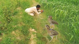 Easy technique of hunting quails  quail trap birds trap 2024  Wildgame Nation [upl. by Adnolehs]