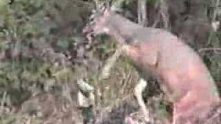 Whitetail Deer attacks Hunter [upl. by Clay3]