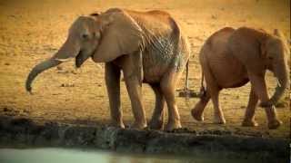 Safari Tsavo Est National Park  Kenya [upl. by Kotz]