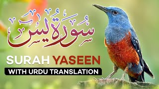 Surah Yasin  Yaseen  with Urdu Translation  Quran Tilawat Beautiful Voice  Hindi Tarjuma [upl. by Kirtley86]