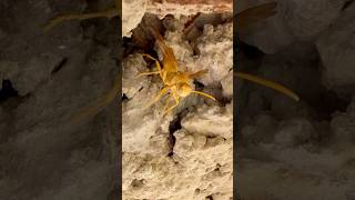 Yellow wasps behaviour insects wasp bee wildlife nature [upl. by Asenav]