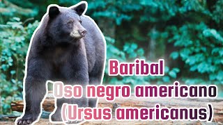 Conoce al Baribal El Oso Negro Americano Ursus americanus [upl. by Stefano]