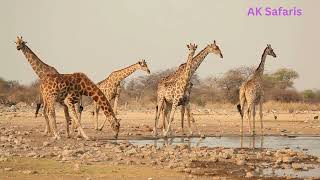 The National Anthem of Namibia  quotNamibia Land of The Bravequot [upl. by Eahsal375]