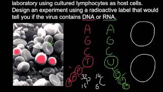 How to determine if virus DNA or RNA based using radioactive labeling [upl. by Ram]