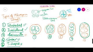 Microspore Tetrad Microsporetetrad Typesofmicrosporetetrad Microsporetetradindicots 12Biology [upl. by Frasch]