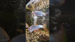 Mini aquarium setup youtubeshorts aquarium foryou powercotv [upl. by Didi]