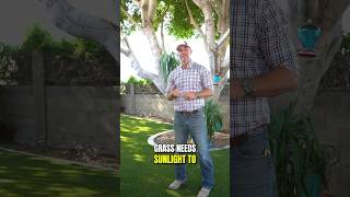 Having trouble growing grass under trees in Arizona [upl. by Grunberg]