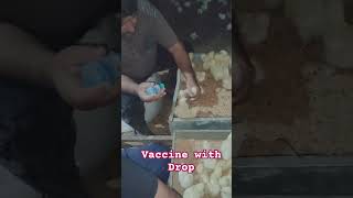 Vaccination  Eye Drop  Newcastle Disease and Avian Influenza Vaccine  poultry broilerpoultry [upl. by Flo209]