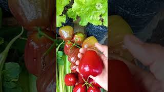 Gardening Bonus 🍎🥦🥬🧧💰😍❤️❤️ enjoy nature life fruits veggies harvest [upl. by Hutchinson]