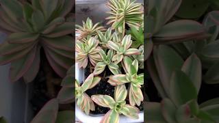 shorts  Crassula capitella variegata [upl. by Buller]