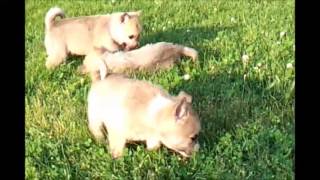 Norwegian Buhund Puppies 6 weeks old at Zodiac Ranch [upl. by Pellikka]