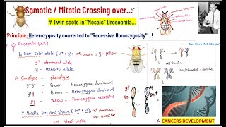 somatic crossing over in drosophila  mitotic crossing over twin spots  mosaicismcancersmitosis [upl. by Eixid]