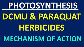 DCMU amp Paraquat Herbicides [upl. by Chirlin284]