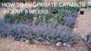 How to Grow and Propagate Catmint FAST [upl. by Alaek6]