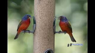 For Educators Feeding Birds and Project Feederwatch [upl. by Eseela]