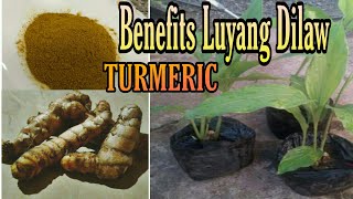 Benefits ng Luyang DilawMga sakit na nagagamot ng Luyang DilawHealth Benefits of turmeric [upl. by Linea]